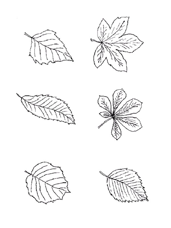 Kids-n-fun.com | 39 coloring pages of Leaves