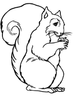 Kids-n-fun | 13 coloring pages of Squirrel