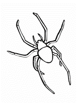 Kids-n-fun | 10 coloring pages of Spiders