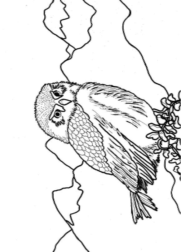 Kids-n-fun.com | 8 coloring pages of Owls