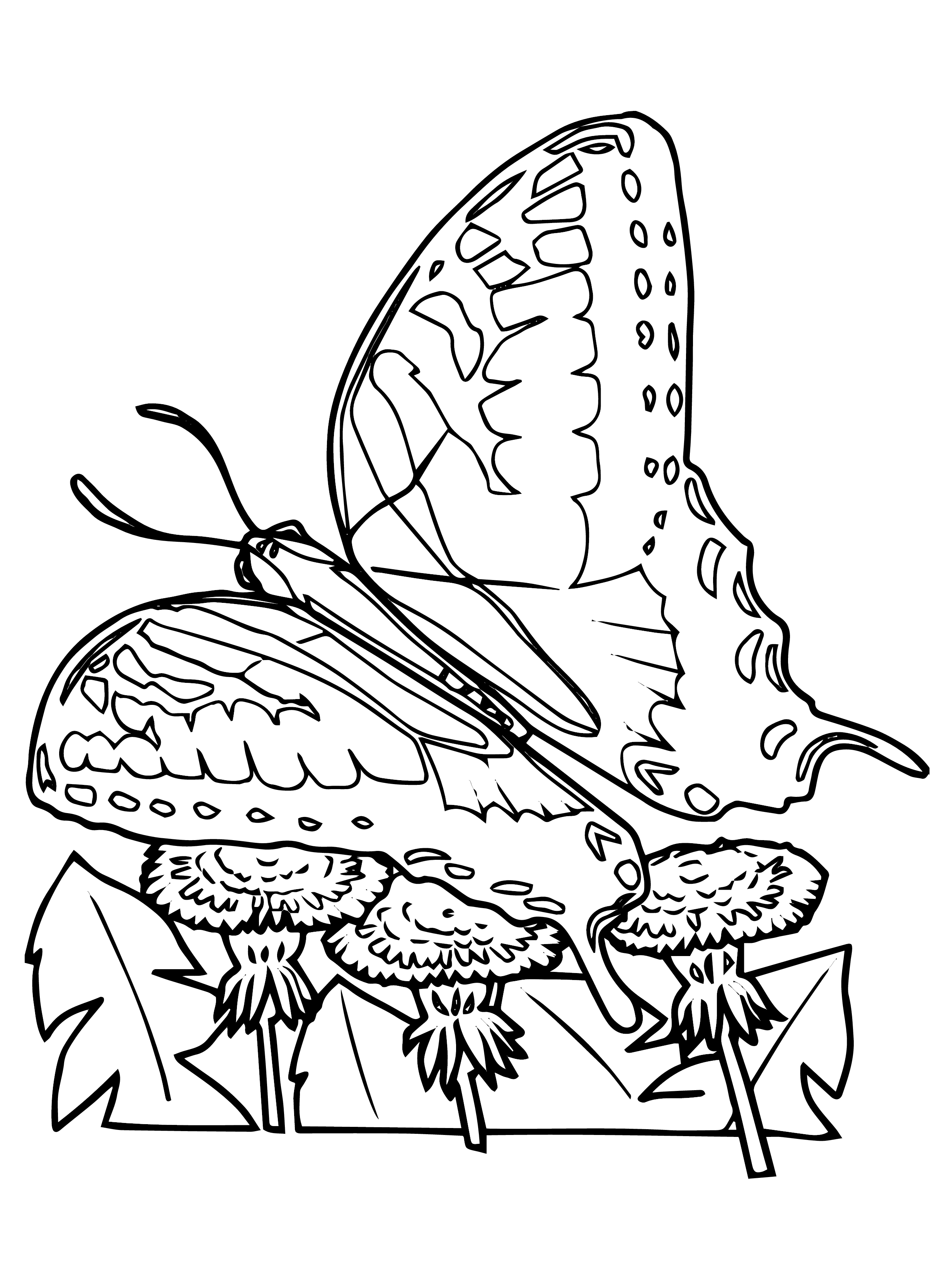 Kids n fun Coloring Page Butterflies Butterflies