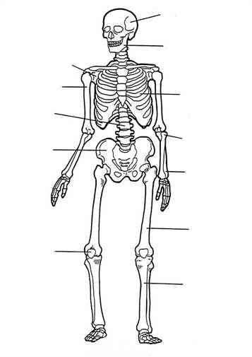 blank human body diagram for kids
